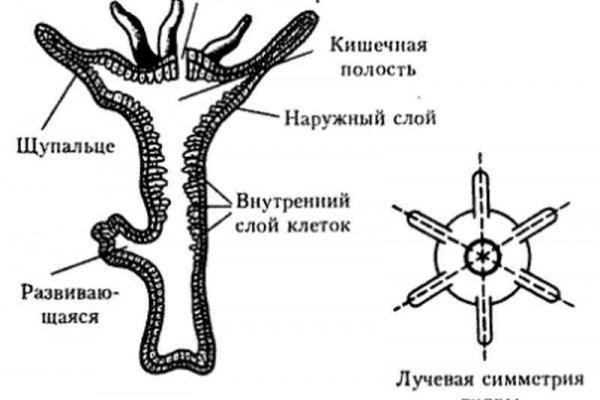 Кракен даркнет маркет ссылка сайт